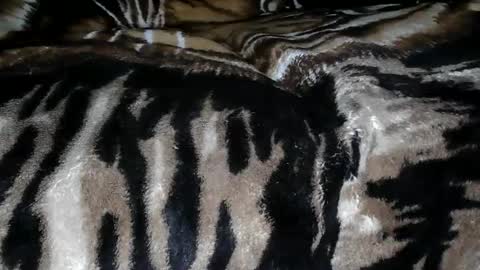 s online show from February 7, 10:29 am