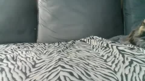 sybomec online show from February 21, 2:20 pm