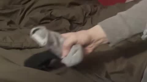 Rafael online show from February 1, 4:53 am