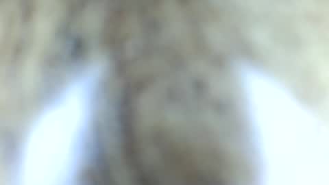 tinypecker6 online show from June 8, 5:58 pm