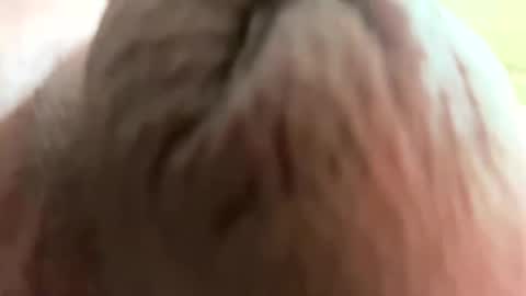 tommy4inch online show from October 6, 12:56 pm