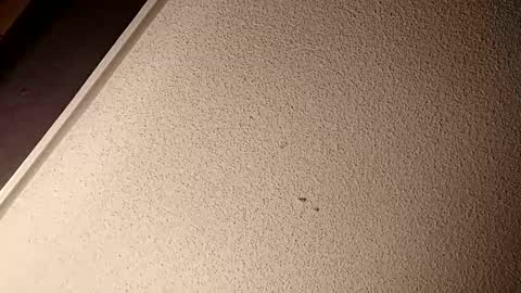 treedude303720 online show from October 9, 10:43 am