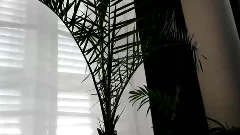 patricia online show from October 2, 7:07 am