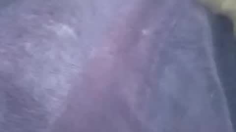 willato43 online show from October 23, 10:39 am