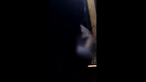 zashako online show from March 23, 5:34 am